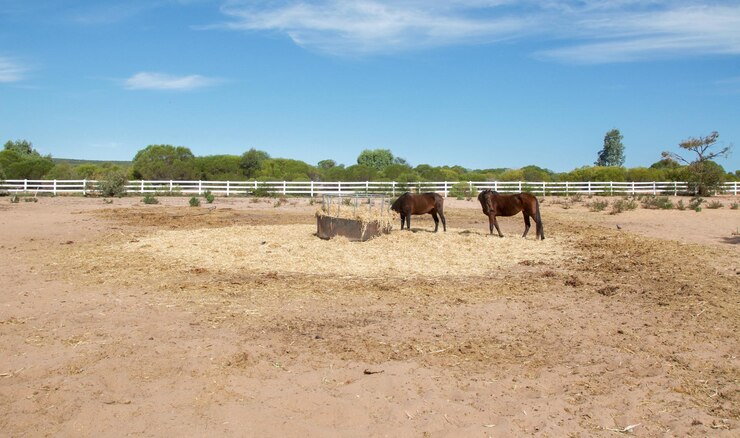 Foto los caballos de pie en el campo contra el cielo en el granero