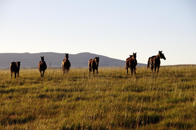 Foto caballos de pie en un campo de hierba