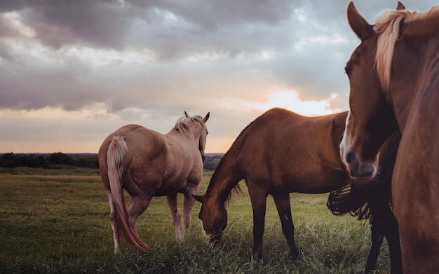 Foto los caballos de pie en el campo hora de oro