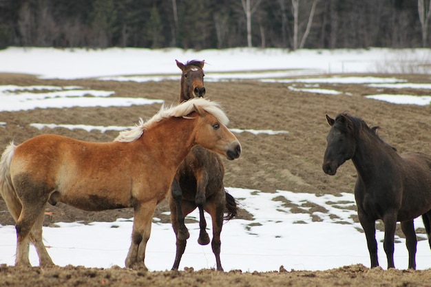 Caballos de pie en el campo durante el invierno