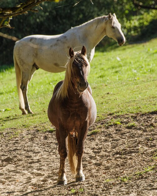 Foto caballos de pie en un campo