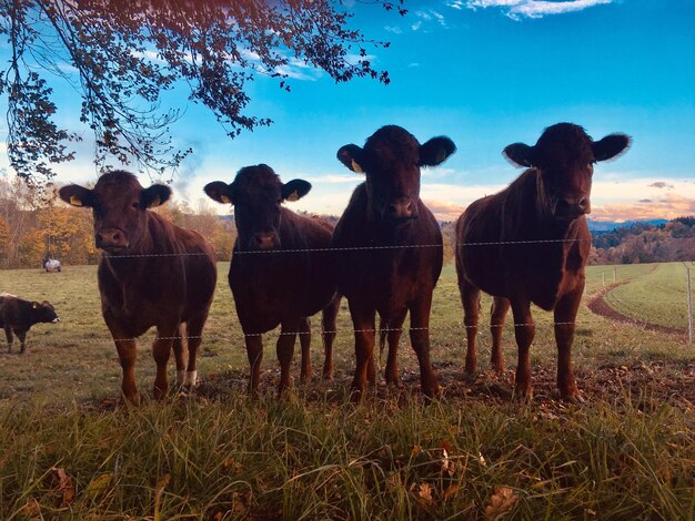 Foto caballos de pie en el campo