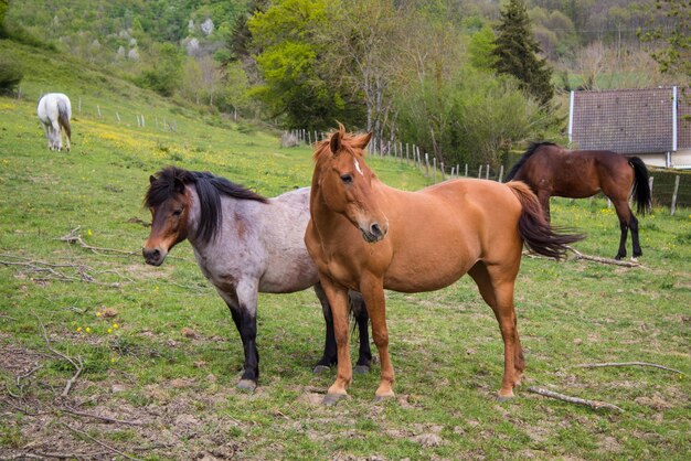 Foto caballos de pie en un campo