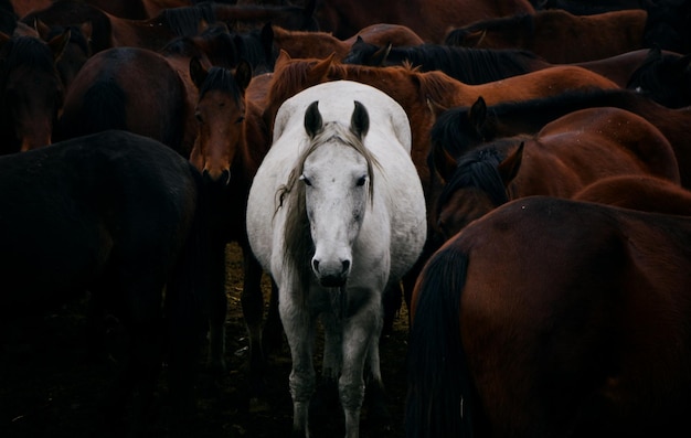 Caballos de pie en el campo