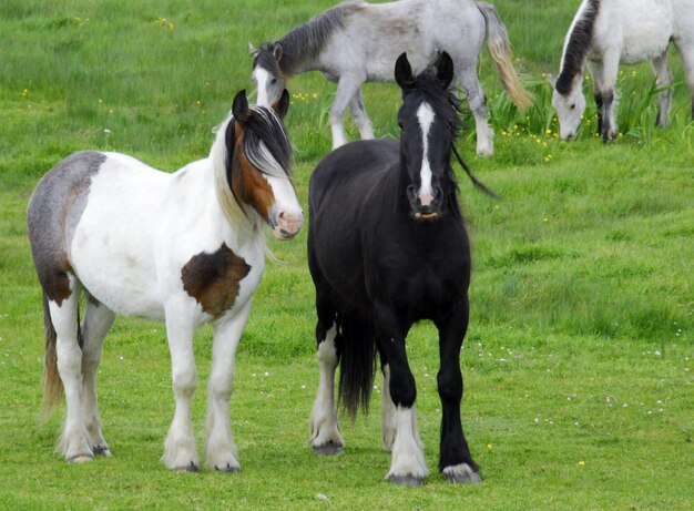 Foto caballos de pie en un campo