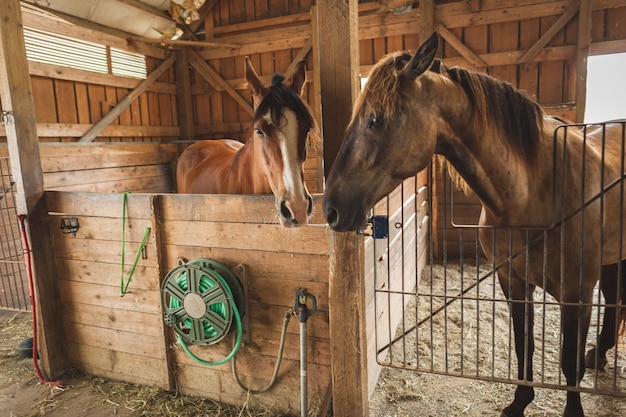 Foto los caballos de pie en el establo