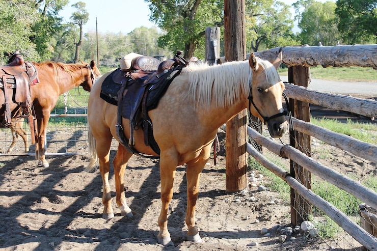 Foto caballos de pie junto a los árboles