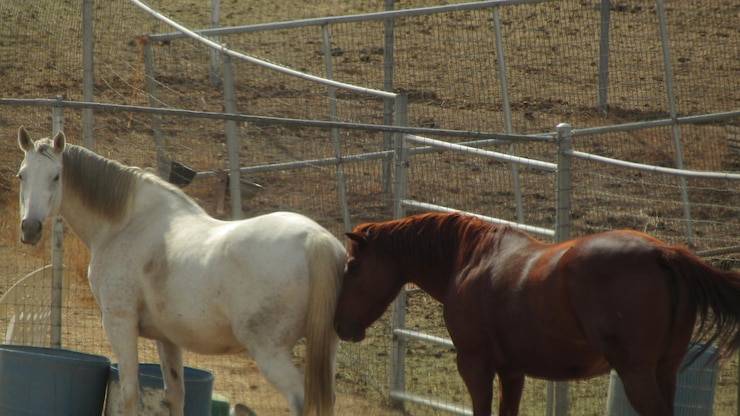Foto caballos de pie junto a la valla en el corral