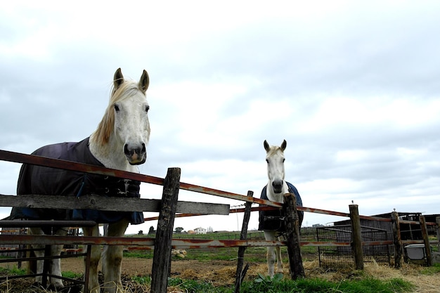 Los caballos de pie en el rancho contra el cielo