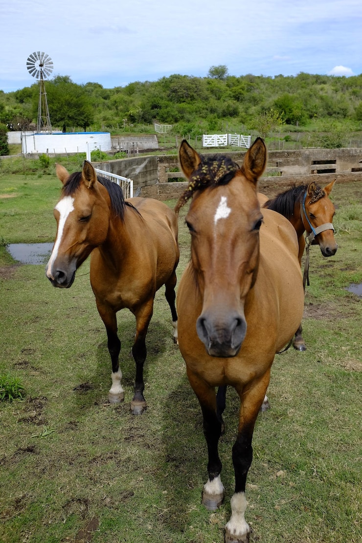 Foto caballos de pie en el rancho