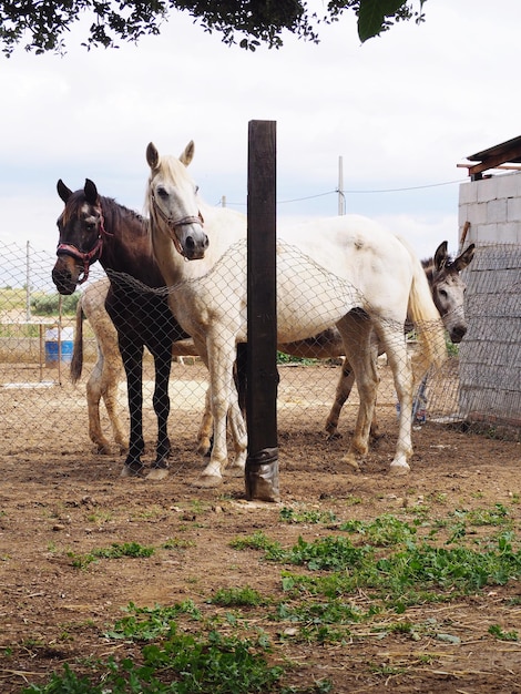 Foto caballos de pie en el rancho