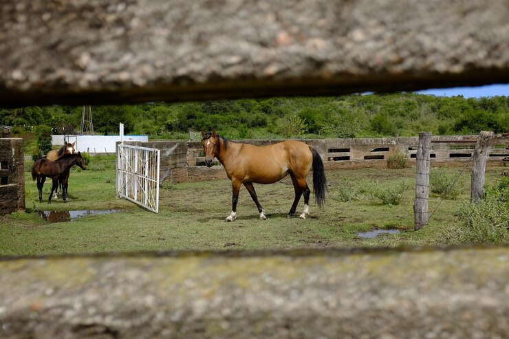 Foto caballos de pie en el rancho