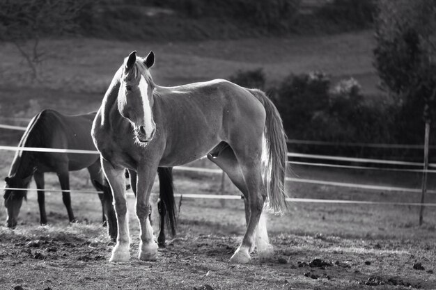 Foto caballos de pie en el rancho