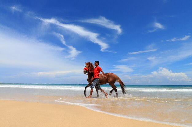 Caballos en la playa