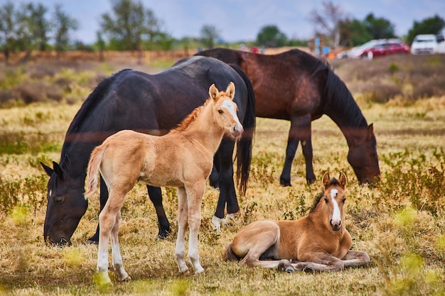 Caballos y potros en la granja descansando