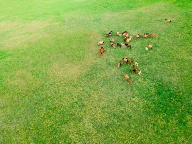 Caballos con potros pastan en un prado con hierba verde Vista aérea de drones Hermoso paisaje de verano