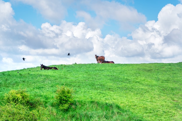 Caballos en una pradera de verano