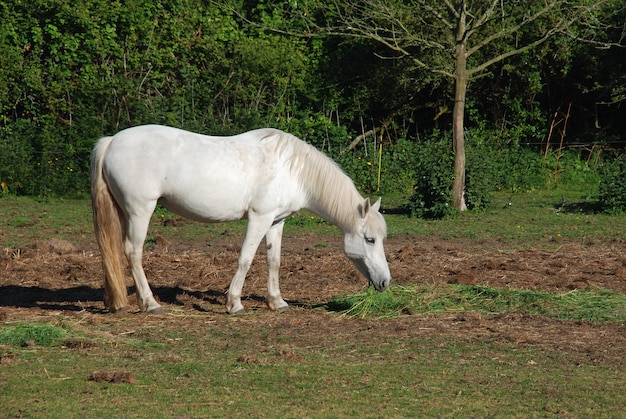 Caballos en un prado en Bretaña