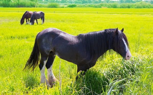 Caballos en prado verde amarillo primavera