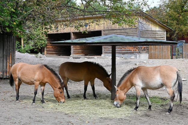 Foto los caballos de przewalski comen hierba en la granja.