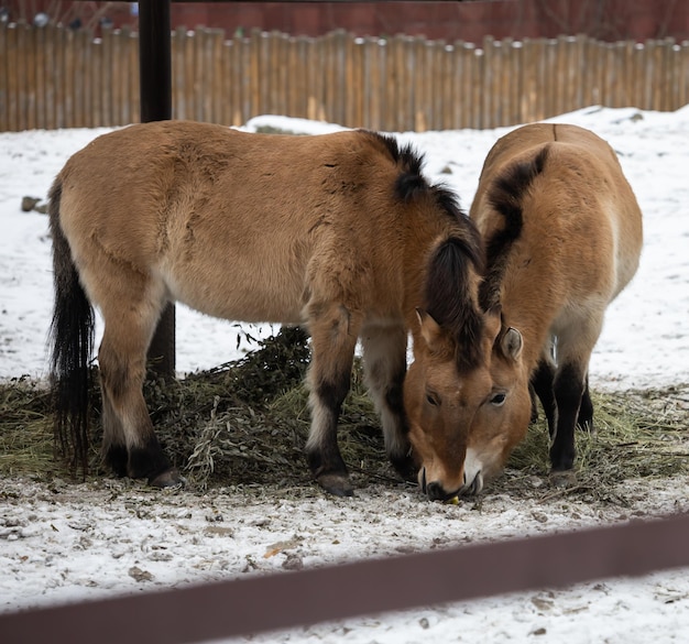 Los caballos de Przhevalsky