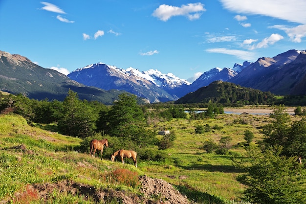 Caballos en el pueblo de El Chaltén en la Patagonia