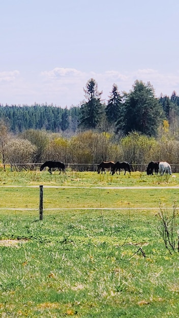 Caballos de pura sangre pastando en el campo junto al bosque hermoso paisaje rural foto vertical