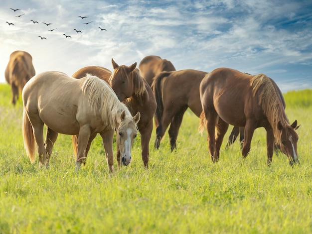 Caballos pura sangre pastando en un campo