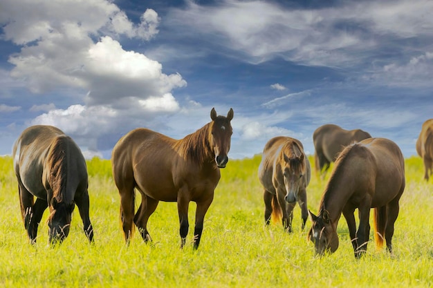 Caballos pura sangre pastando en un campo