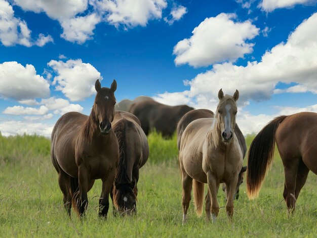 Caballos de pura sangre que pastan en un campo.