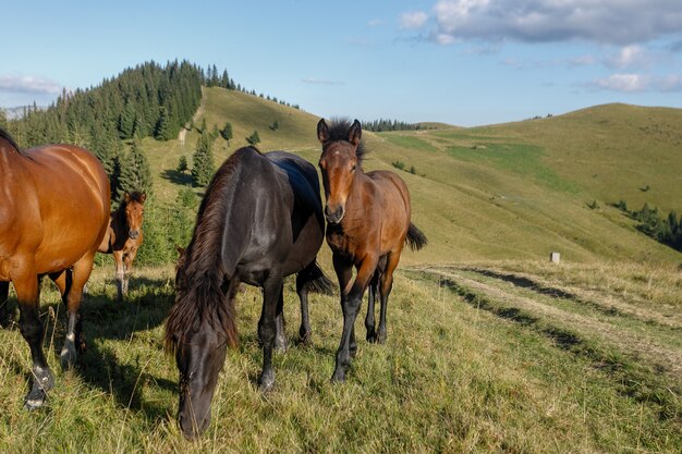 Caballos que pastan en los pastos de montaña