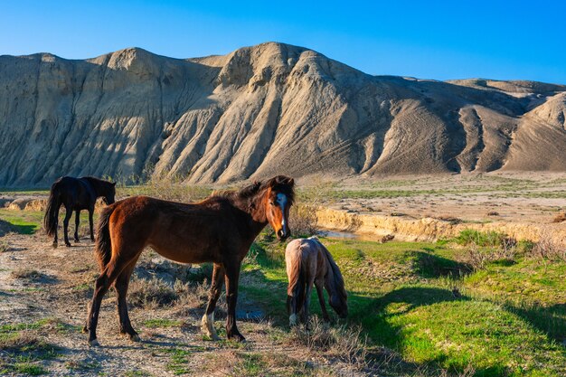 Caballos que pastan por un pequeño río en las montañas