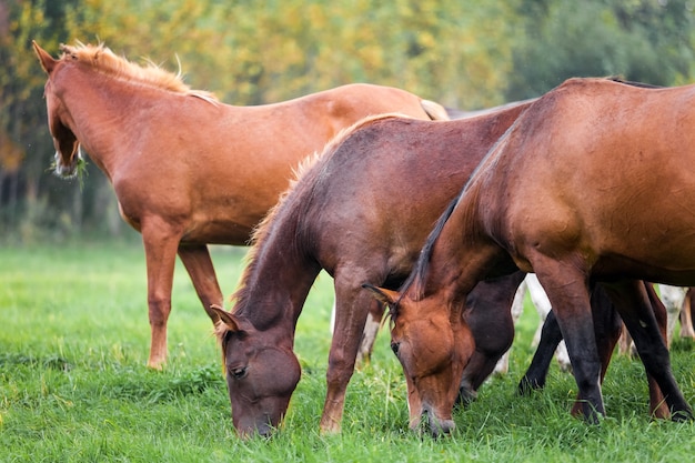 Caballos que pastan en un prado en otoño cerca de un bosque