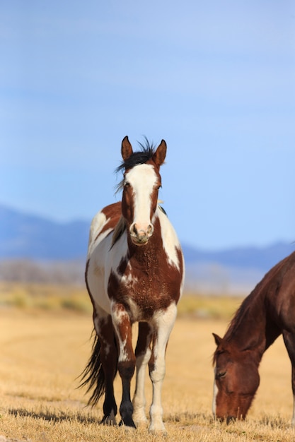 Caballos en el rancho en Utah