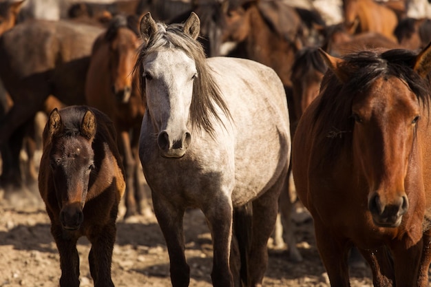 Caballos en el rancho