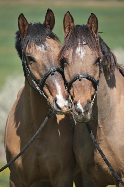 Foto caballos en el rancho