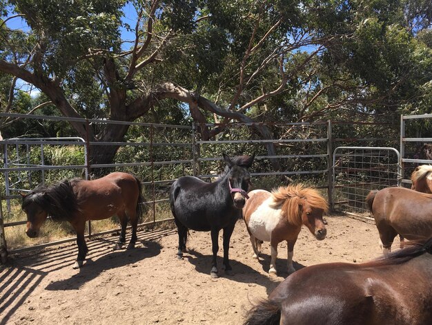 Foto caballos en el rancho