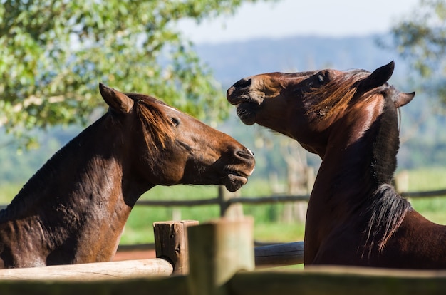 Caballos de la raza en la granja.