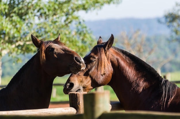 Caballos de la raza en la granja.