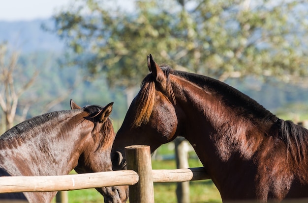 Caballos de la raza en la granja.