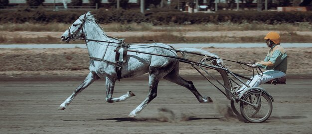 Caballos de razas al trote Caballos y jinetes Carteles sobre el tema ecuestre en el procesamiento artístico