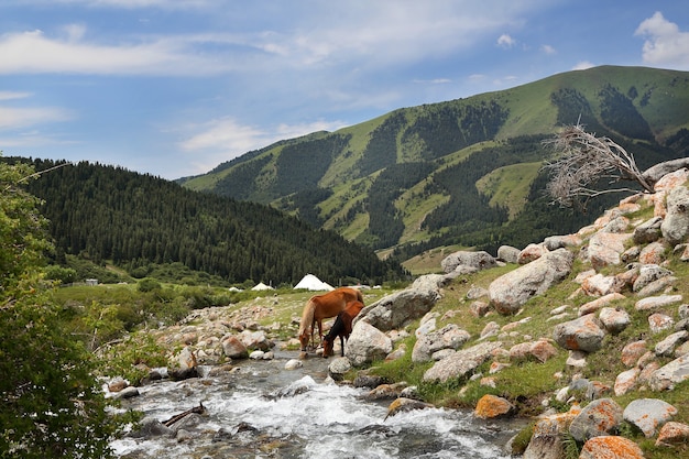 Caballos en el río de la montaña en un día de verano.