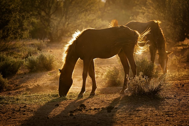 Caballos salvajes de Arizona retroiluminados por el sol de la mañana