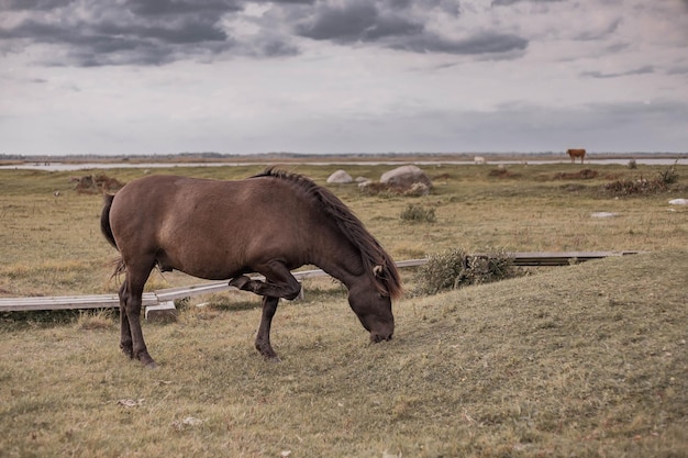 Caballos salvajes en el campo Animales en la vida silvestre