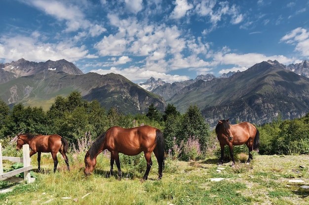 Caballos salvajes con la cordillera con nubes y nubes de tormenta en el fondo Montañas del Cáucaso Svaneti región de Georgia