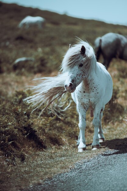 Foto los caballos salvajes de cornualles