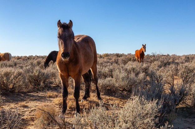 Caballos salvajes en el desierto de Nuevo México