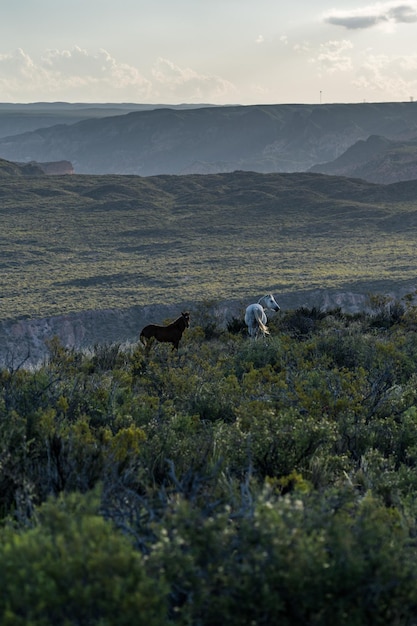 caballos salvajes entre las montañas