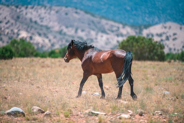 Los caballos salvajes en un país americano, Parque Nacional, Estados Unidos.