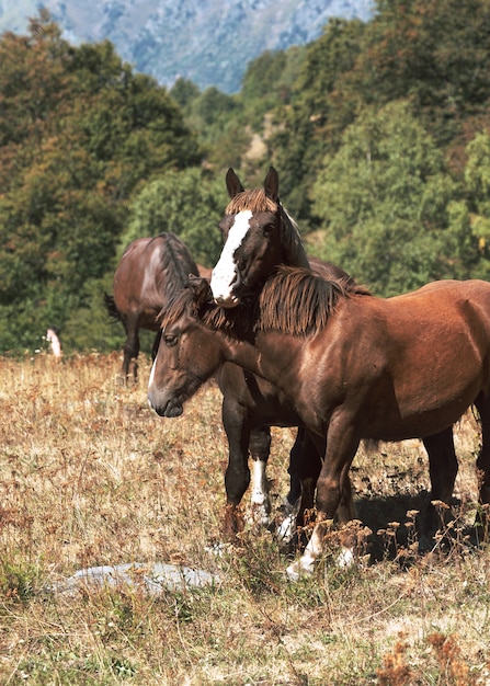 Caballos salvajes pastando hierba en el monte